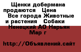 Щенки добермана  продаются › Цена ­ 45 000 - Все города Животные и растения » Собаки   . Ненецкий АО,Нарьян-Мар г.